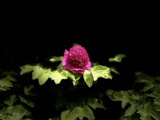 C3621565-C11F-49D6-A41C-853DC9950448/L0/001