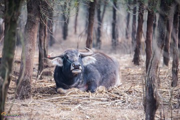 20170128-DSC_0036