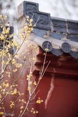 20170128-DSC_0059
