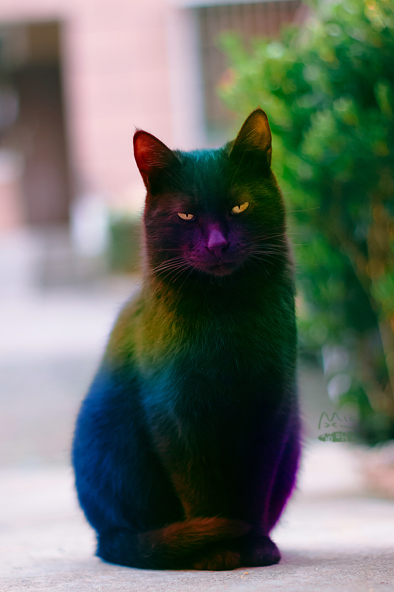 来五彩斑斓黑了解一下