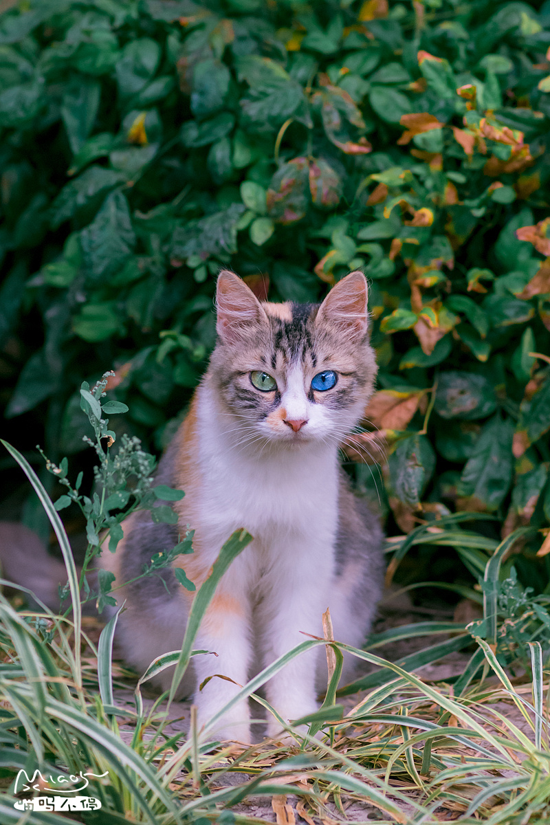 猫界ssr蓝绿异瞳三花猫超美了哇