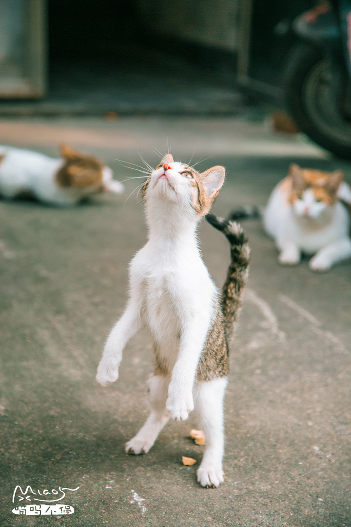 说好建国后不许成精的呢你们这些站起来的猫猫们