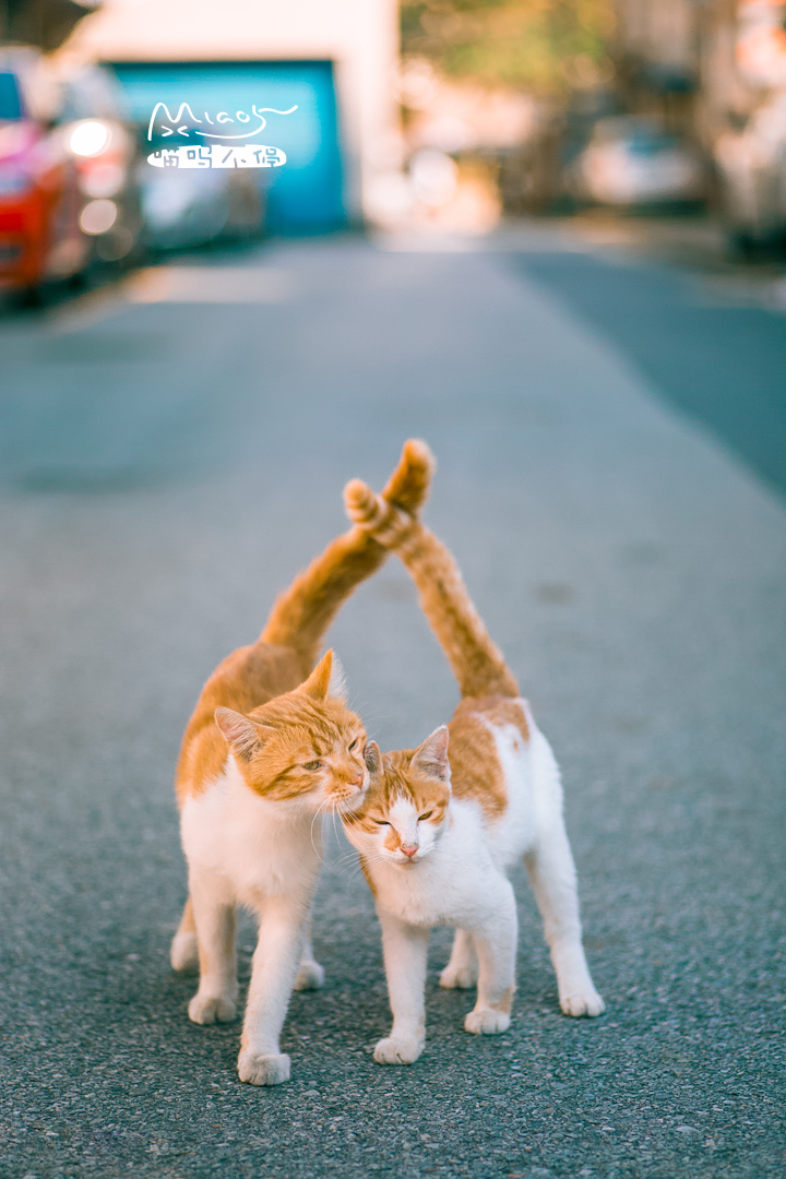 惺惺相惜情不自禁