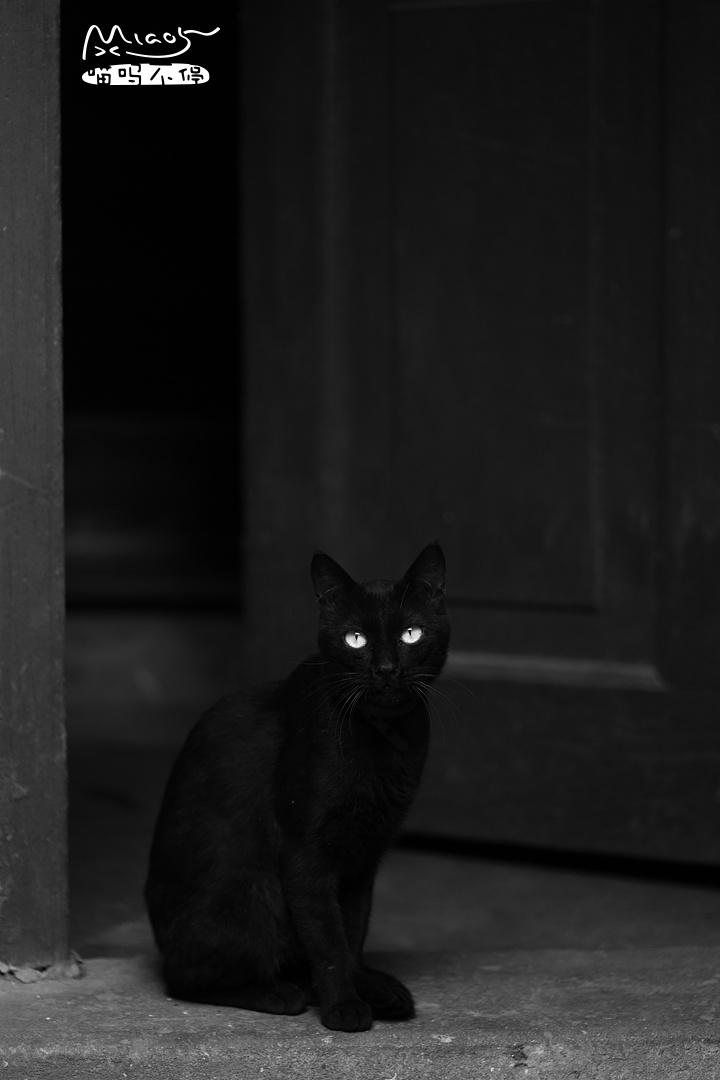 很喜欢黑喵,因为给人一种神秘感,扫喵中难得遇见一两只