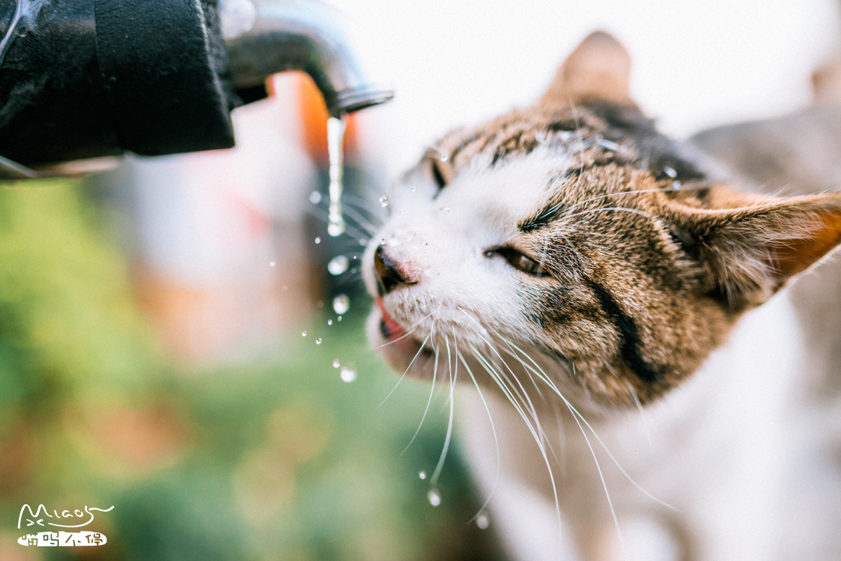 一只喵呜口渴了