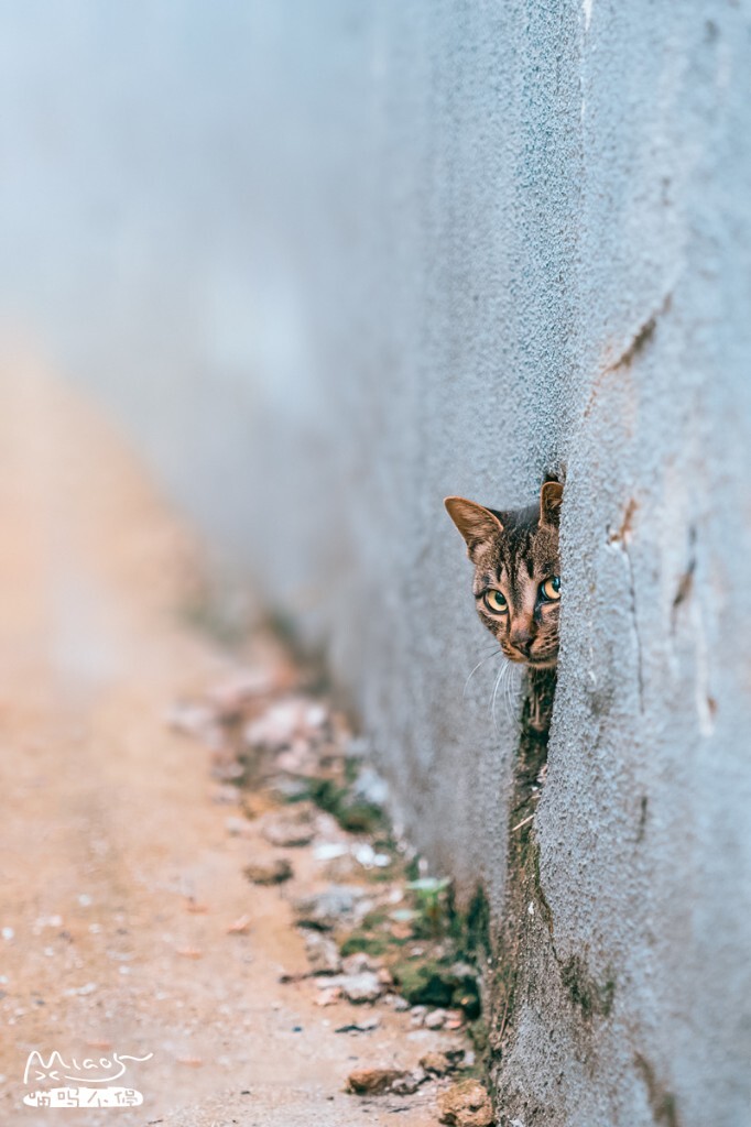 某信：iMiao5