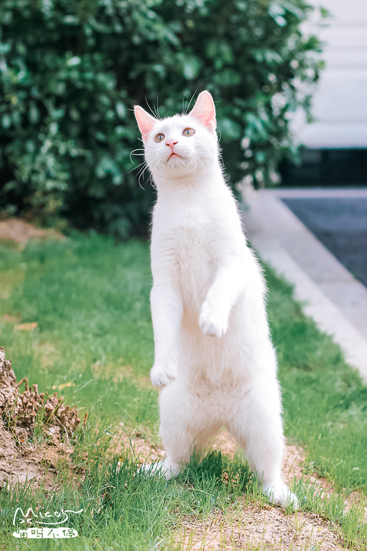 说好建国后不许成精的呢你们这些站起来的猫猫们