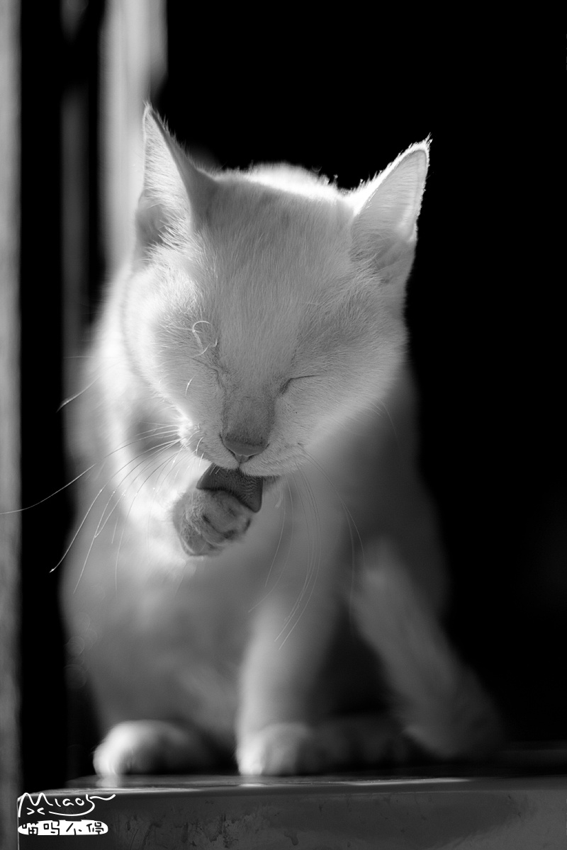 黑白光影里的喵星人(二)