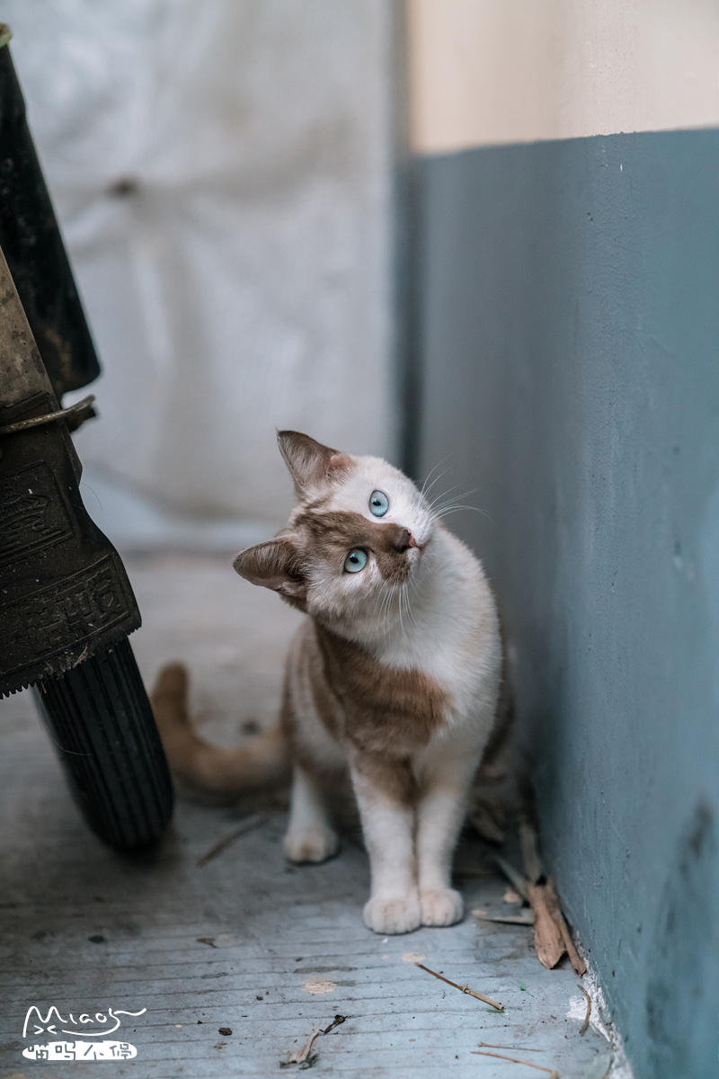 阿尔卑斯一只毛色你从未见过的流浪猫