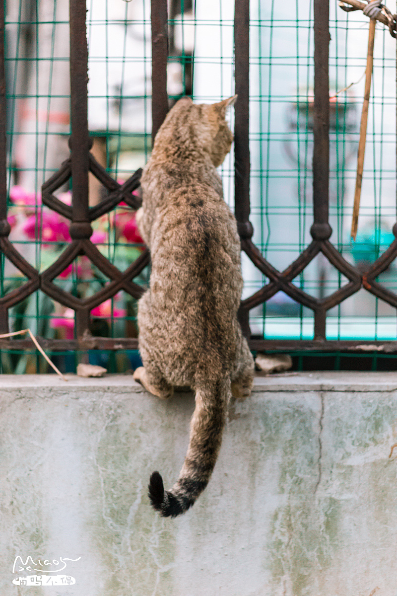 一只胖虎皮猫在阳台边蹲守踱步赖着不走原来是为了这个