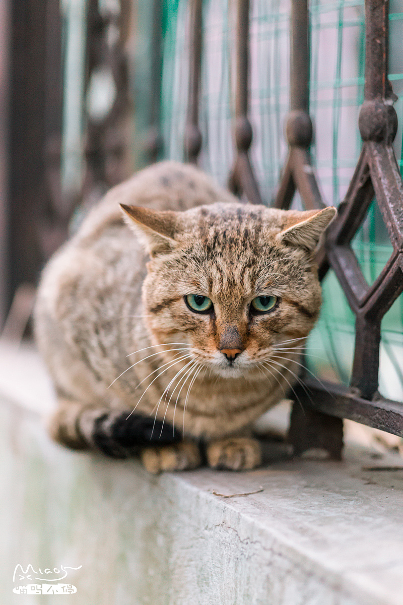 确定小三花猫跑进屋子后,胖虎皮猫有些失望地蹲在那边,一边看着我