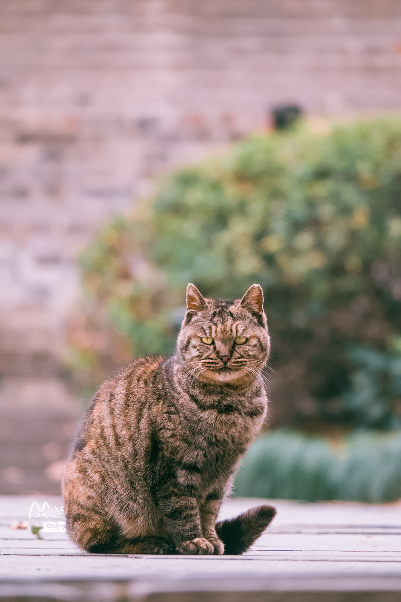 橘色大花狸眼神有点酷