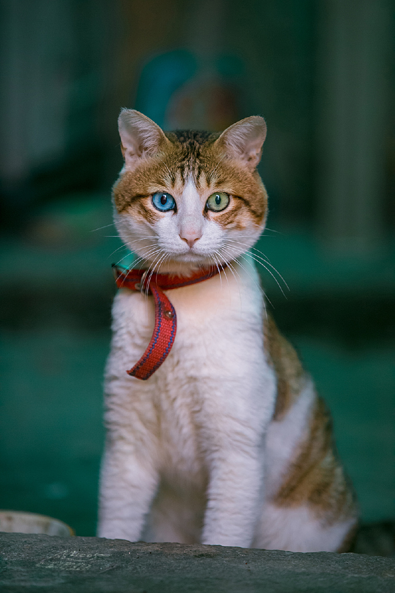 超靓的蓝绿异瞳大狸白