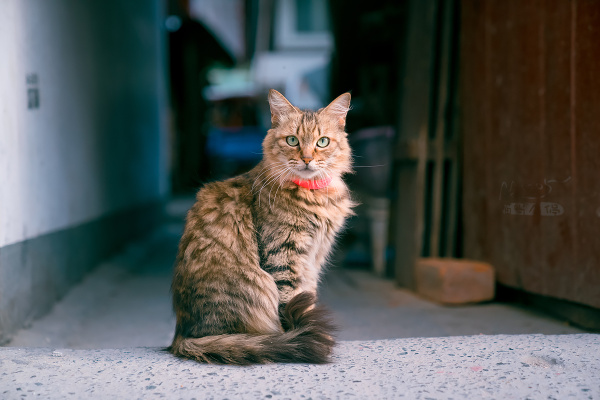 路边小店里的可爱三花猫.