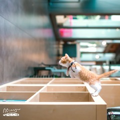 起灰！