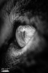 sharp eye