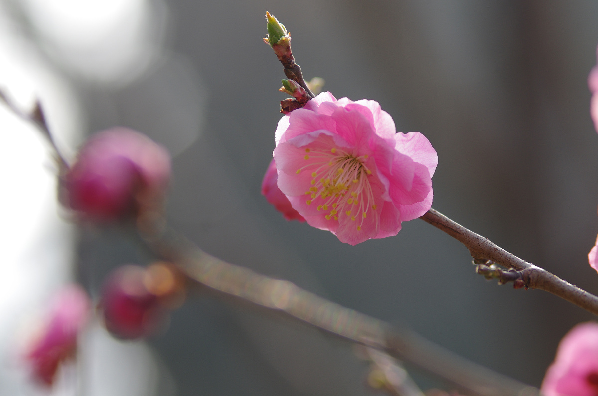 清晨逆光梅花