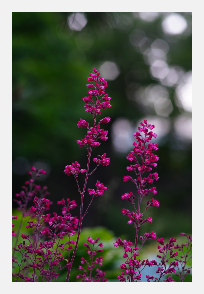 肾形草 - 晓自然 - 图虫