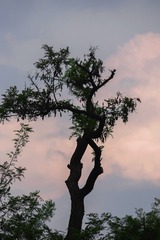 IMGP2598+