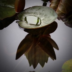IMGP2965+
