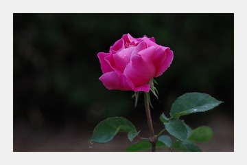 IMGP2656x