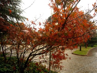 IMG_5537_