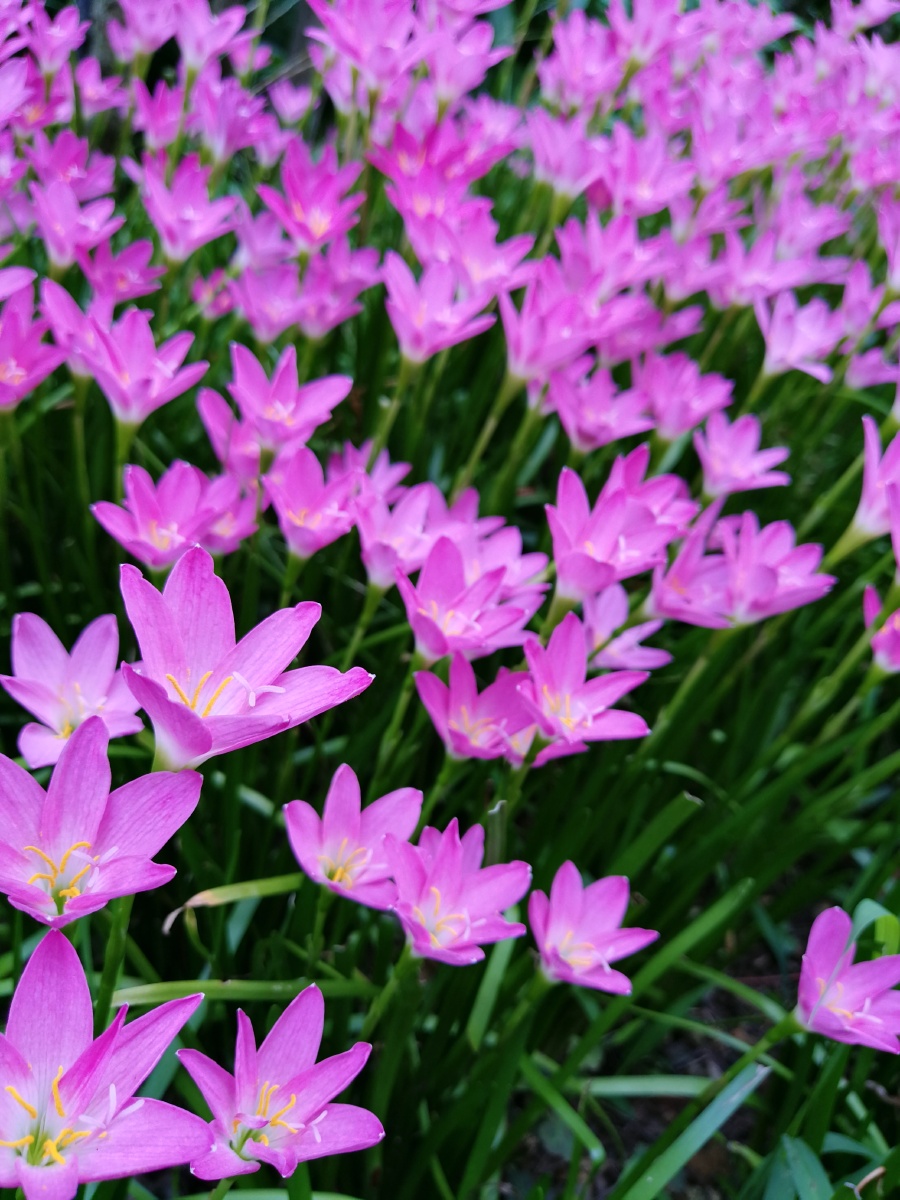 韭兰花语坚强勇敢的面对韭莲lindl又名韭兰红玉帘菖蒲莲风雨花等属