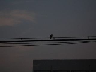 IMG_0864.JPG