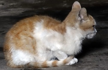 44534