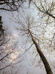 树