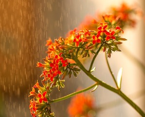IMGP85755_