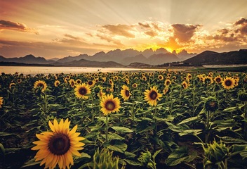夕阳映花海
