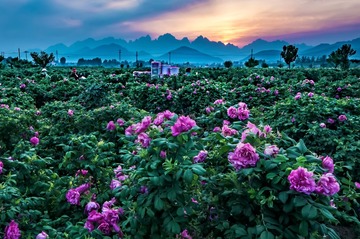 IMGP5185_