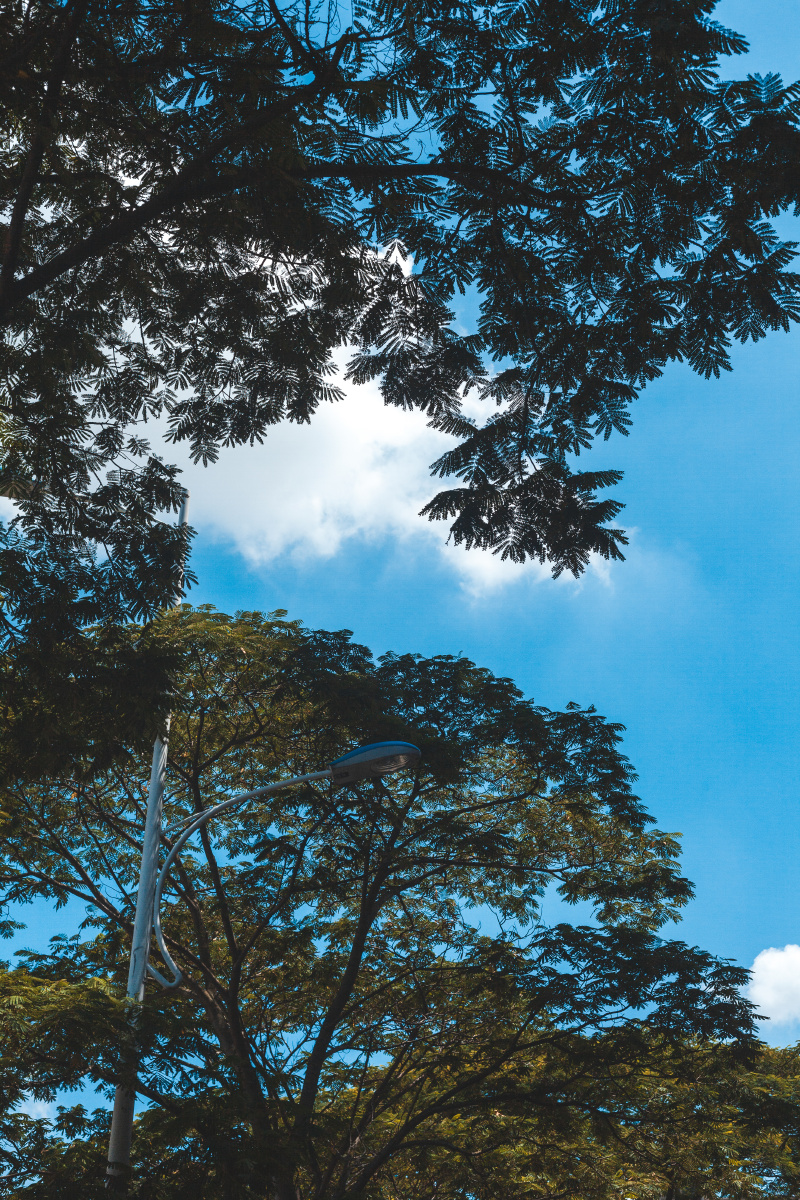 蓝色的天自由的云