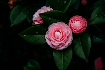 _DSC1291