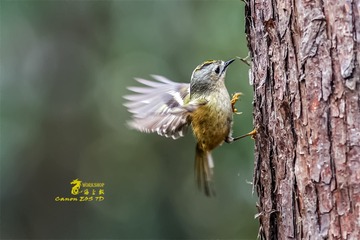 _MG_8639-1