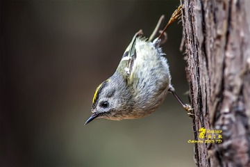 _MG_8709-1