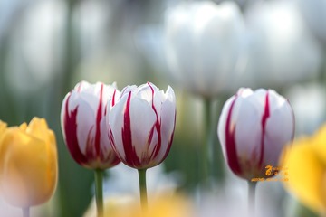 _DSC0891_1
