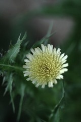 IMG_7021.JPG