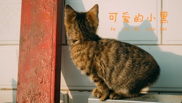 家有小黑