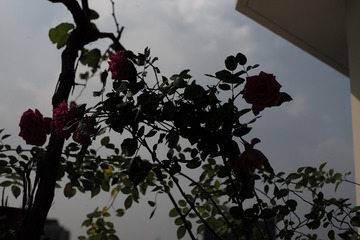L1007073