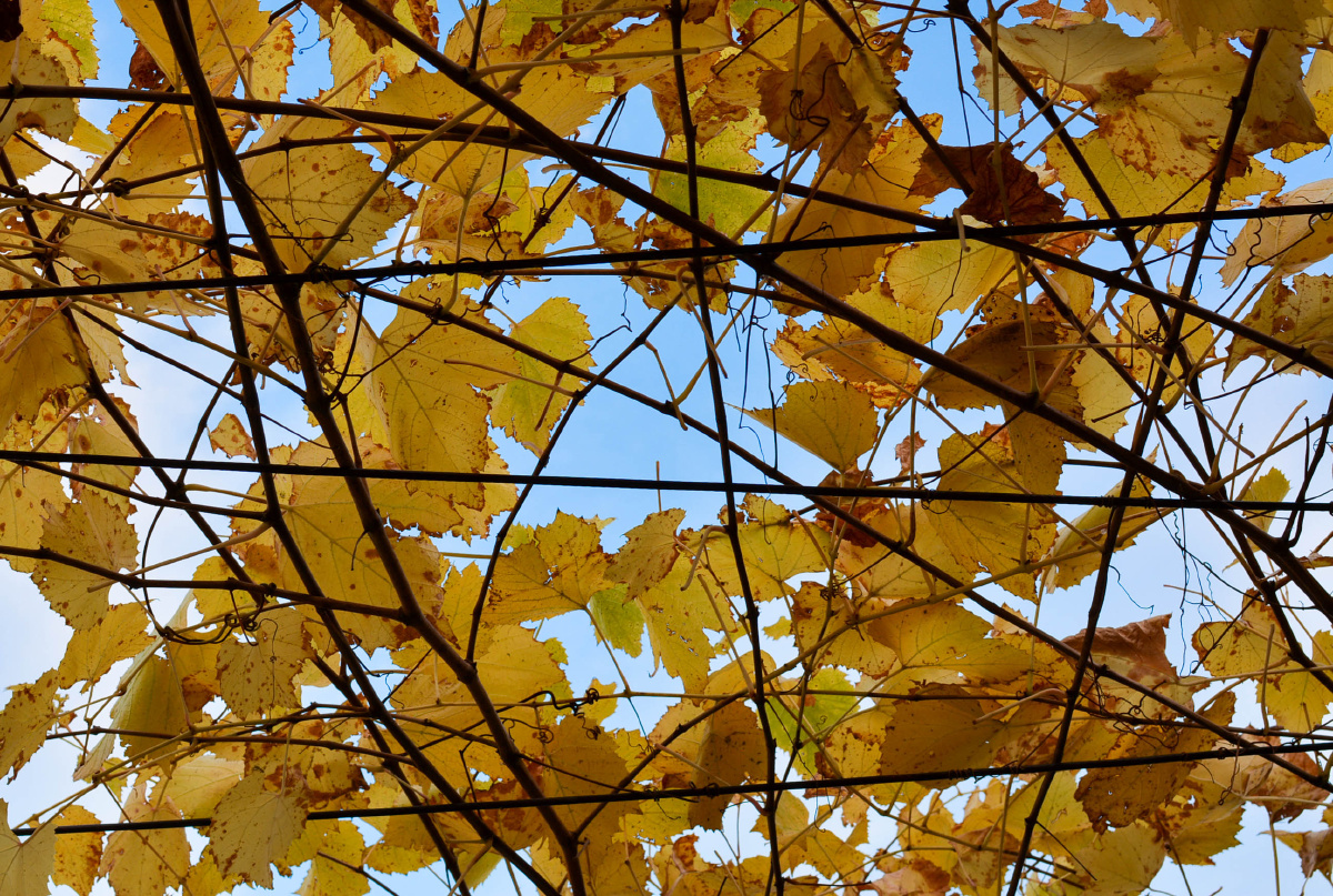 我是一棵秋天的树