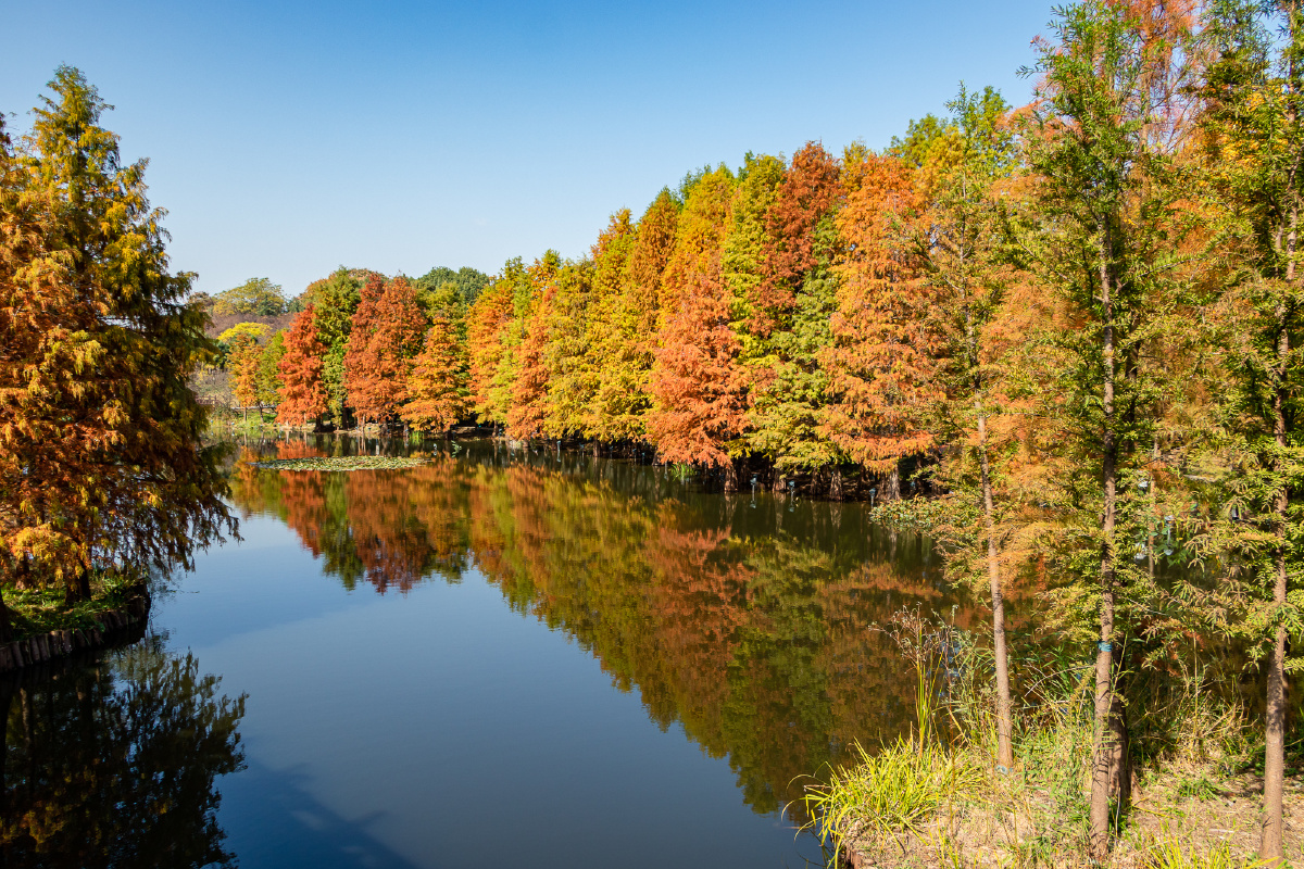 南京明孝陵秋季红杉