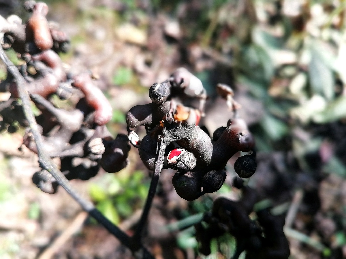 学院后山上独生的鸡爪梨树鸡爪梨又称为拐枣万寿果经霜后甜可生食或