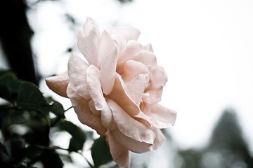  这是什么花