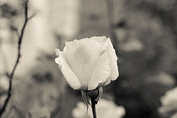  这是玫瑰花吧