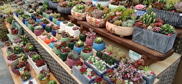 仿日系？花花