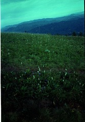 Scan-130811-0024