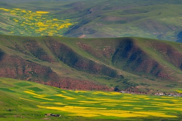 山花