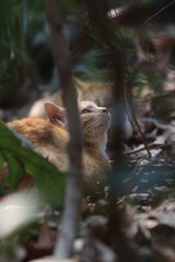 野猫集：理想